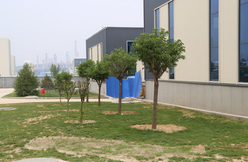 大叶丝棉木在园林绿化工程中的真实应用效果分析