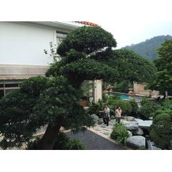 广州市施工队产业链 批发、供应与厂家的园林绿化工程全景解析