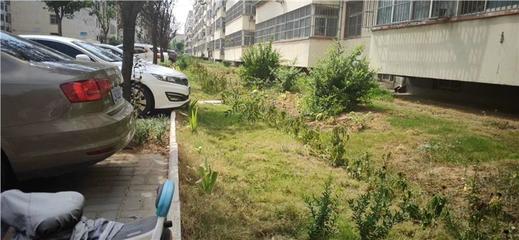 园林绿化工程竣工验收报告流程与机构指南