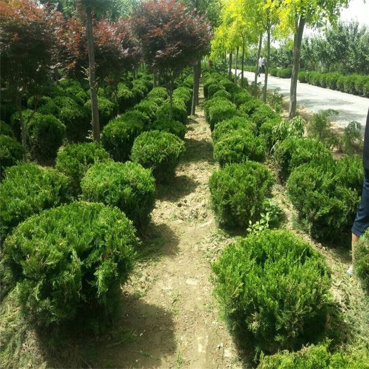 万青园林 专业龙柏苗木基地，为绿化工程注入常青活力