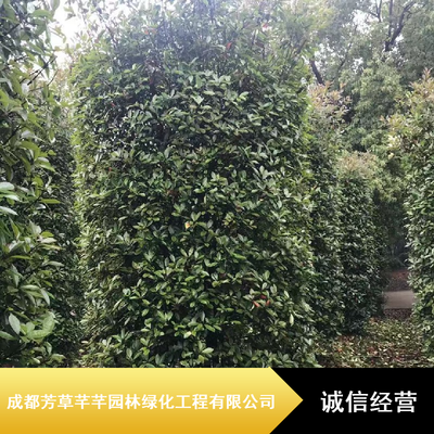 湿地绿化新宠 石楠柱与红叶石楠柱在园林工程中的优势与报价