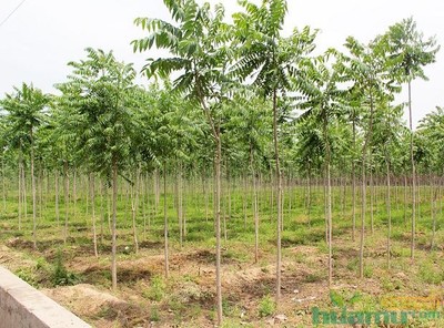 花开中国，梦驻乡野——探访洛阳真趣园林的生态农业与绿色智慧
